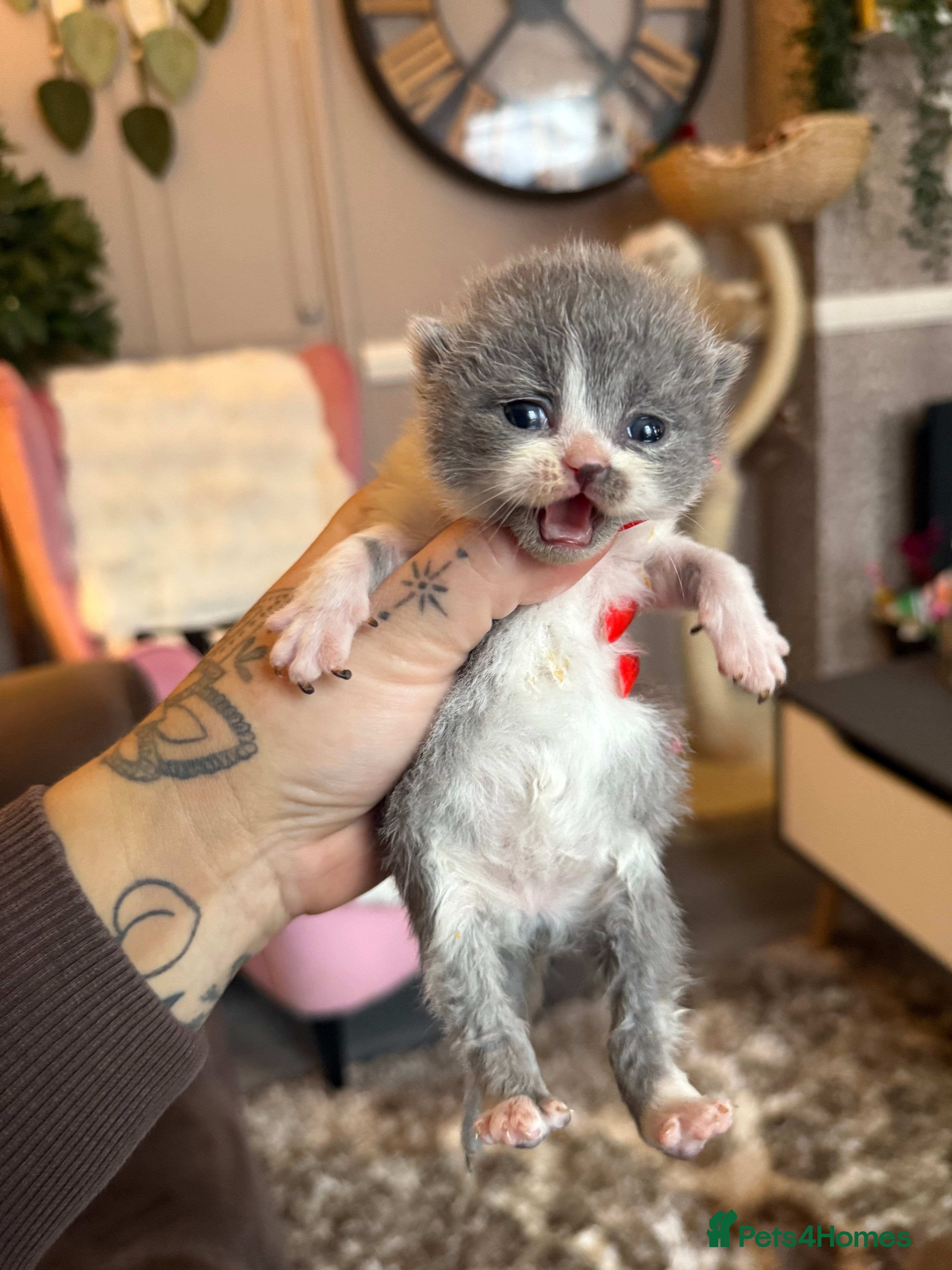 British Shorthair cats Pure British Shorthair outstanding quality 😻🥇🏆 - Advert 1