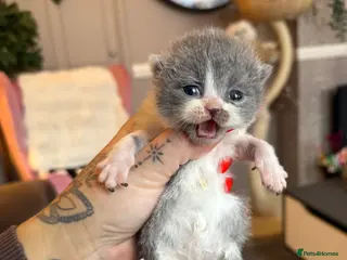 British Shorthair cats Pure British Shorthair outstanding quality 😻🥇🏆 - Advert 1