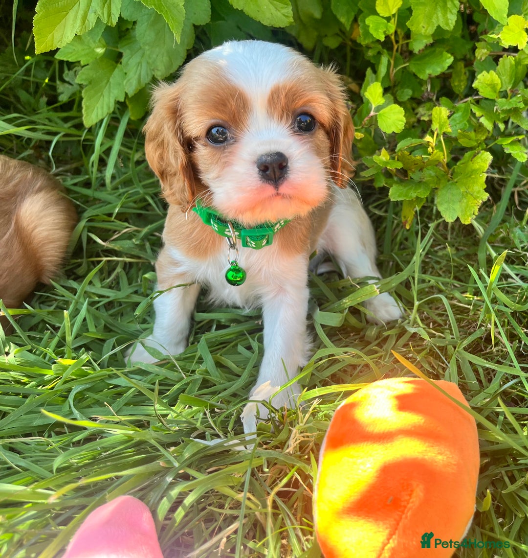 Cavalier King Charles Spaniel dogs for sale: Beautiful KC Registered Cavalier Puppies  - Image 4