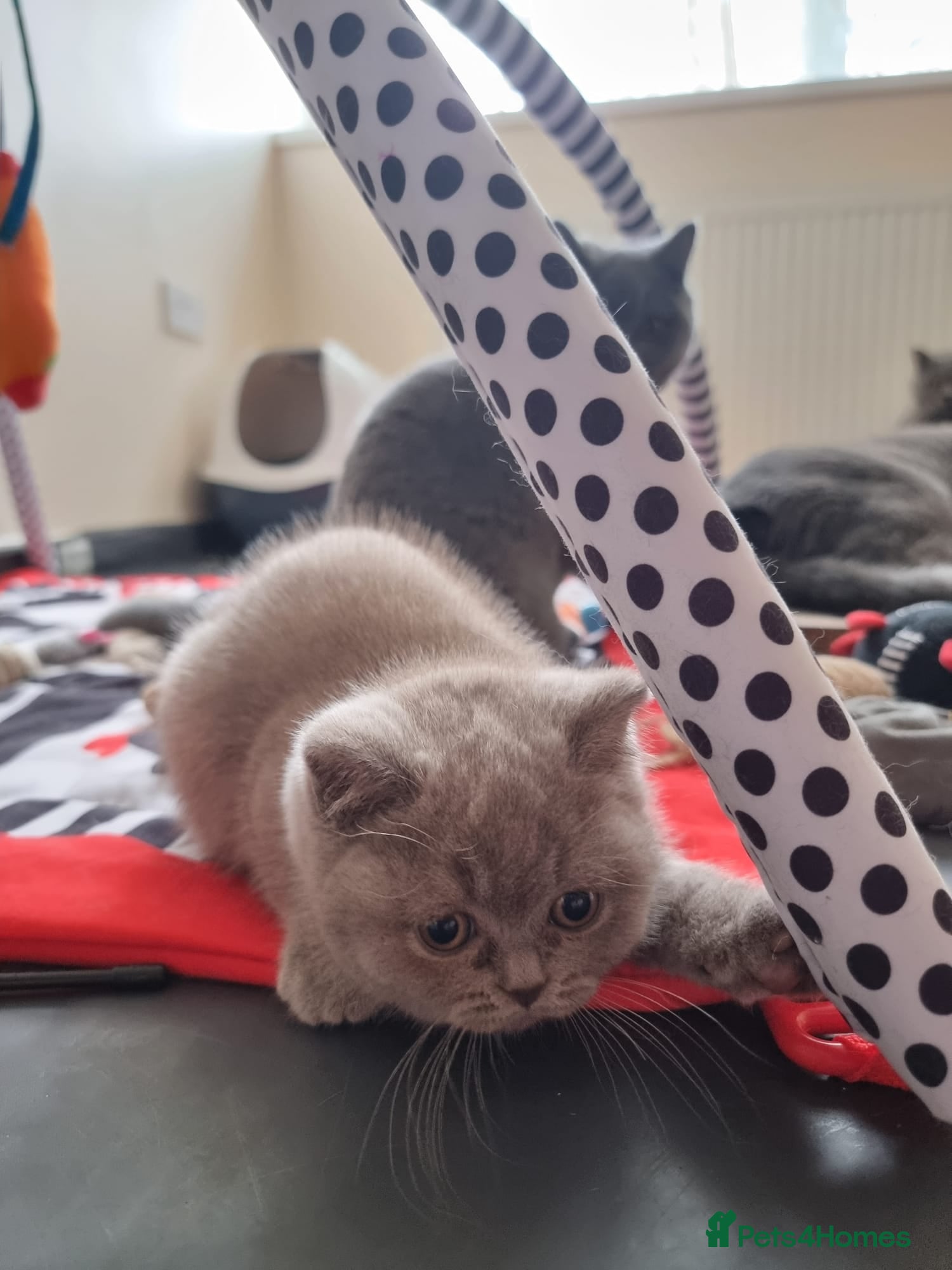 British Shorthair cats Lilac Blue Female British Shorthair GCCF Pedigree - Advert 3