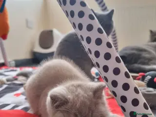 British Shorthair cats Lilac Blue Female British Shorthair GCCF Pedigree - Advert 12