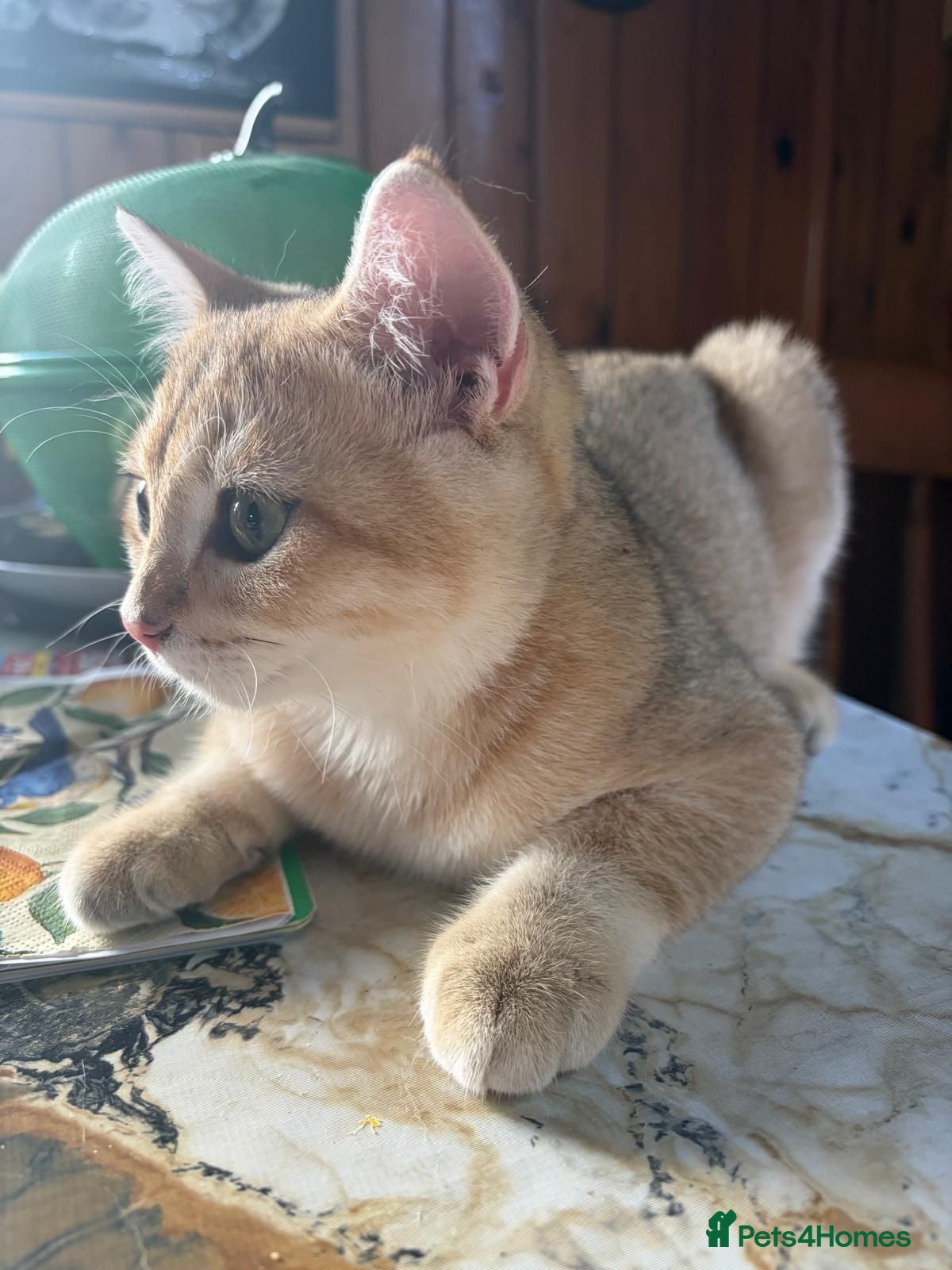 British Shorthair cats GCCF registered Golden boy - Advert 2