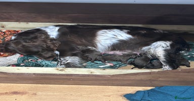 Sprocker dogs - Advert 4