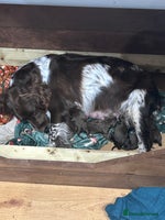 Sprocker dogs - Advert 11