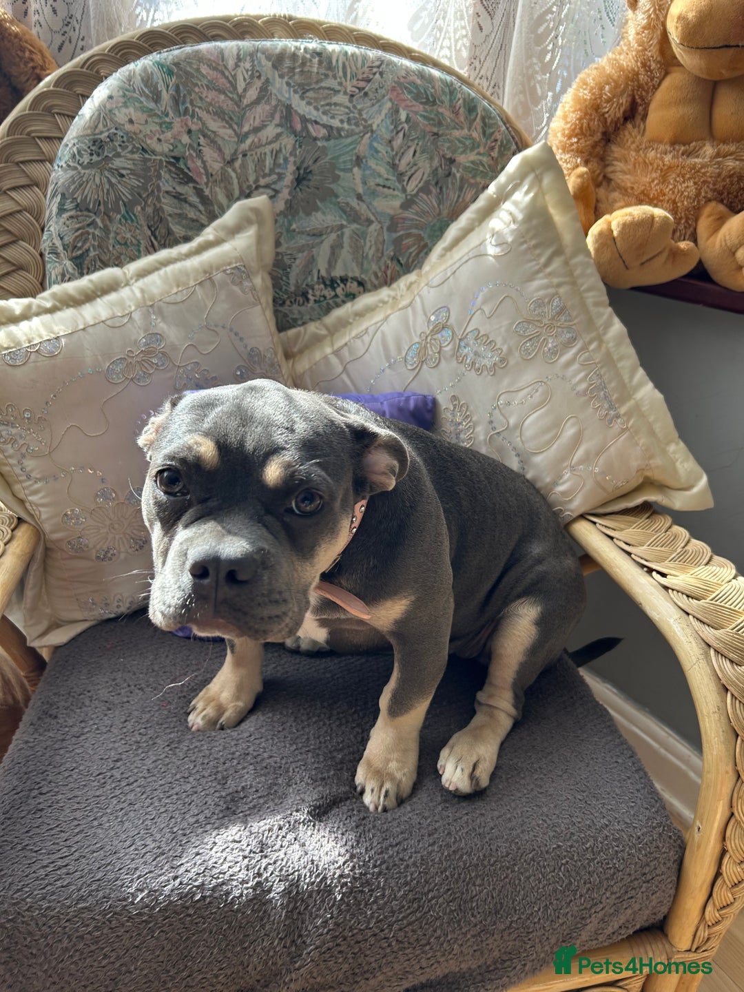 French Bulldog dogs for sale: Female lilac and tan French bulldog  - Image 7