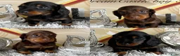 Miniature Dachshund dogs for sale: Adorable miniature datchund Kc reg boys available  - Advert 1