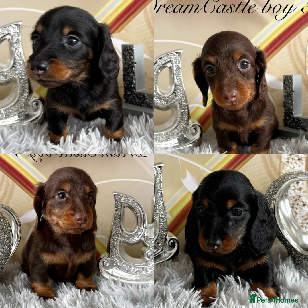 Miniature Dachshund dogs for sale: Adorable miniature datchund Kc reg boys available  - Advert 1