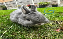 Netherland Dwarf rabbits for sale: Netherland Dwarf Rabbits For Sale  - Image 11