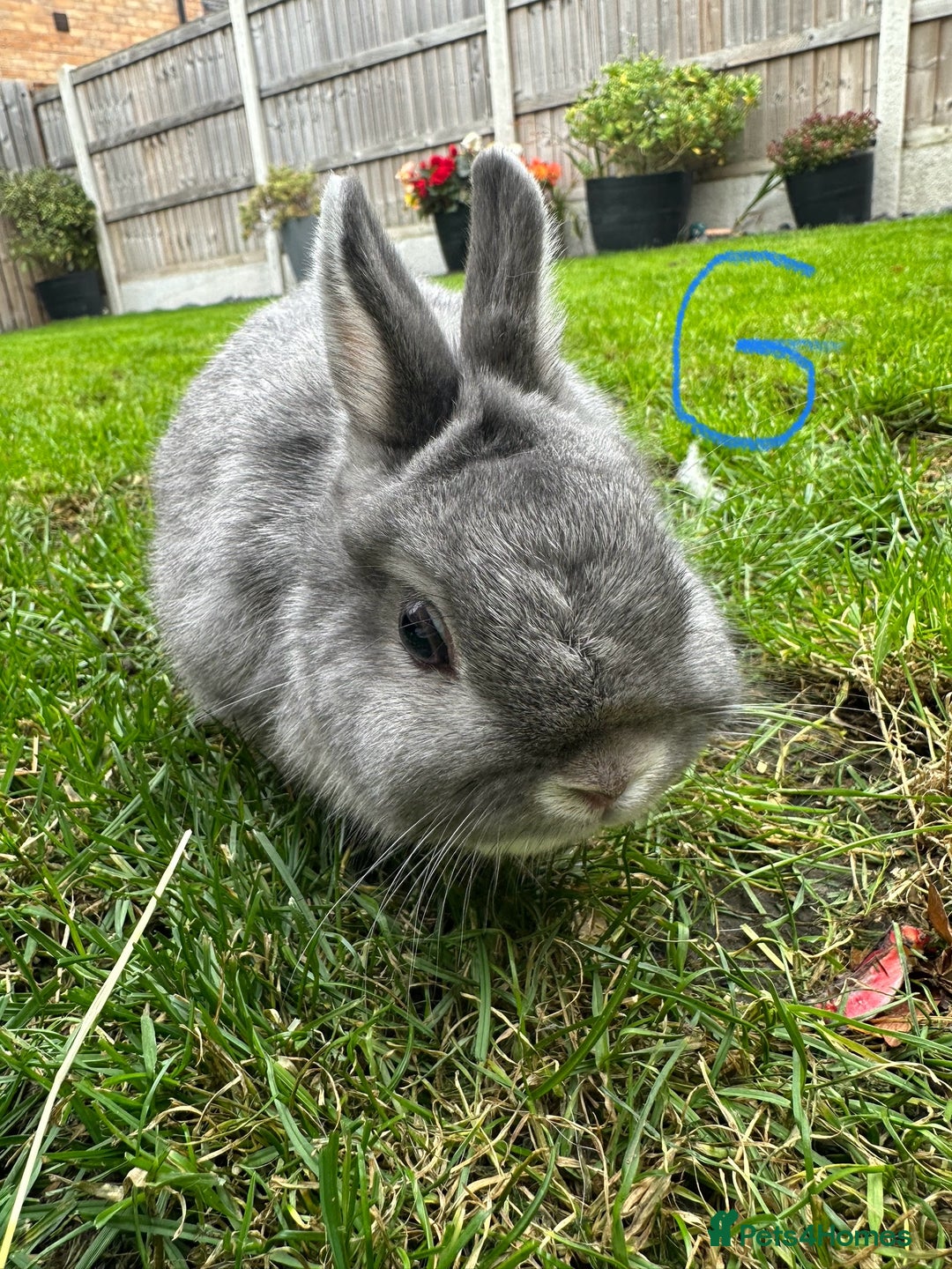 Netherland Dwarf rabbits for sale: Netherland Dwarf Rabbits For Sale  - Image 11