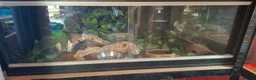 Tarantulas invertebrates for sale: Large Exotic Spider & Reptile Collection – - Advert 4