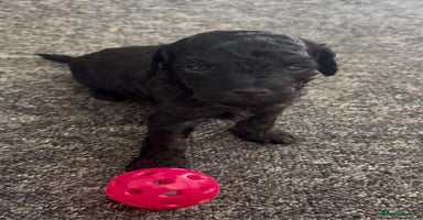 Jackapoo dogs - Advert 2