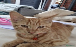 Domestic Shorthair cats for sale: Kittens for rehoming. - Image 3