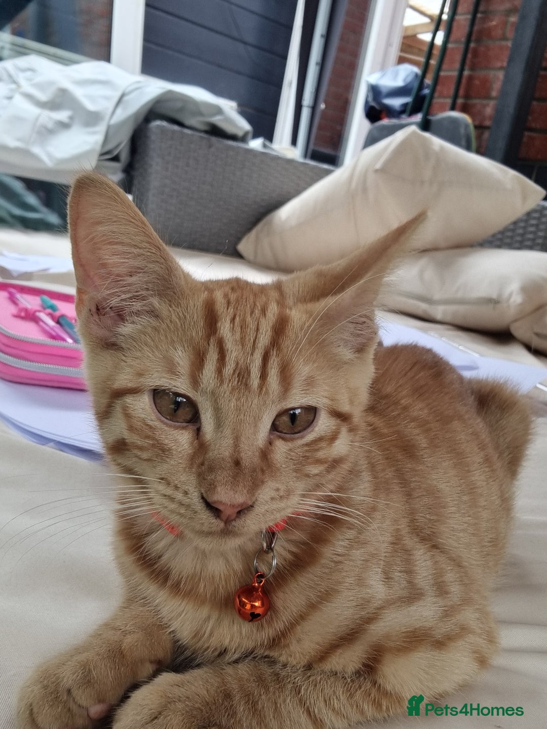 Domestic Shorthair cats for sale: Kittens for rehoming. - Image 3