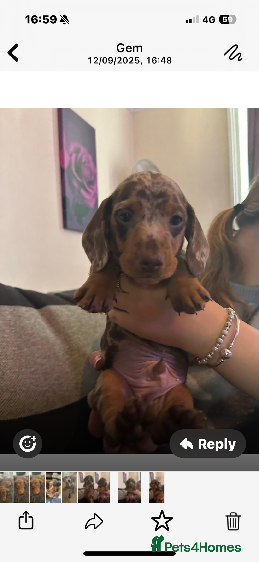Miniature Dachshund dogs for sale: Miniature dachshunds  - Image 17