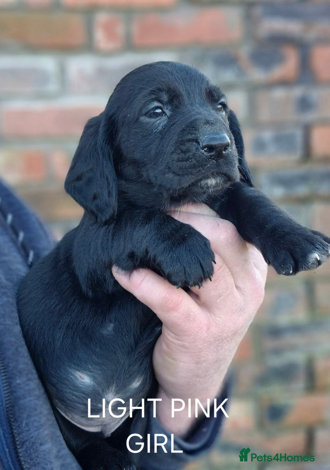 Mixed Breed dogs for sale: Retriever x Basset Hound hybrid Puppies Puppies  - Advert 7