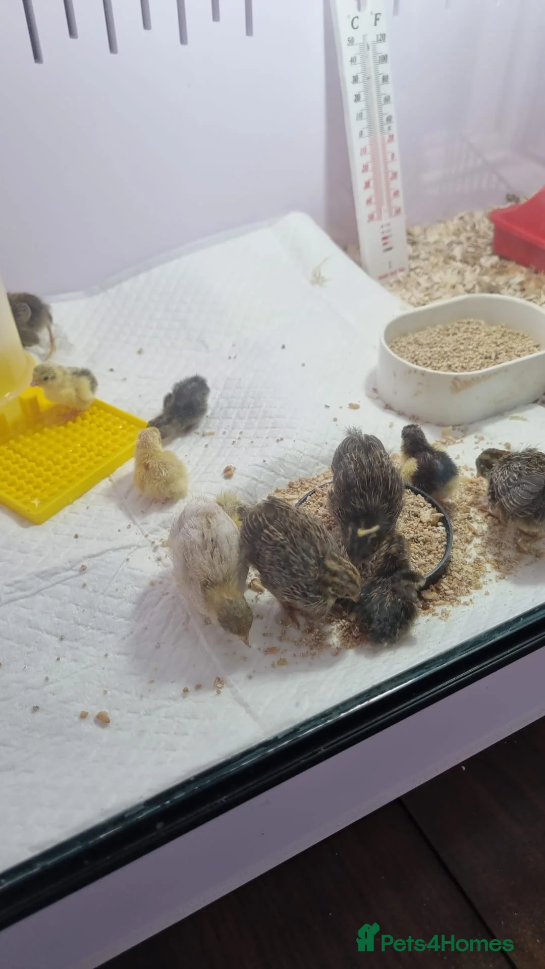 Mixed Breed birds for sale: Button quails in Redditch - Advert 2