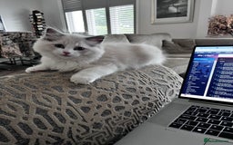 Ragdoll cats for sale: Ragoll Kitten - Image 4