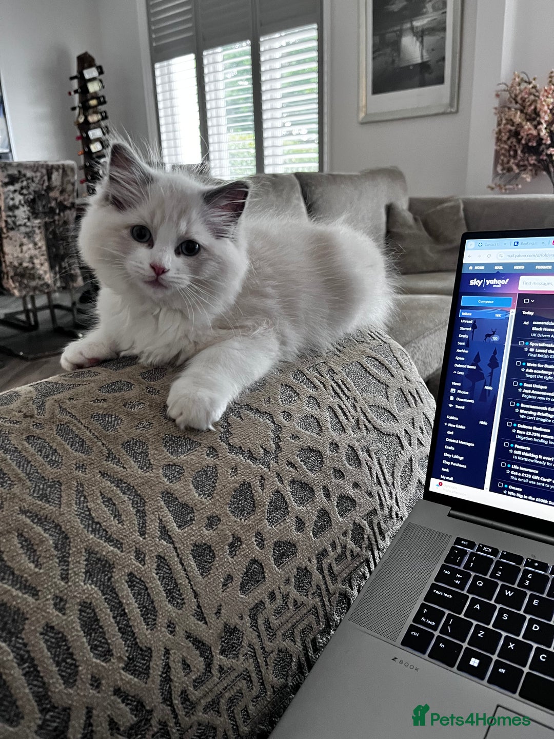 Ragdoll cats for sale: Ragoll Kitten - Image 4