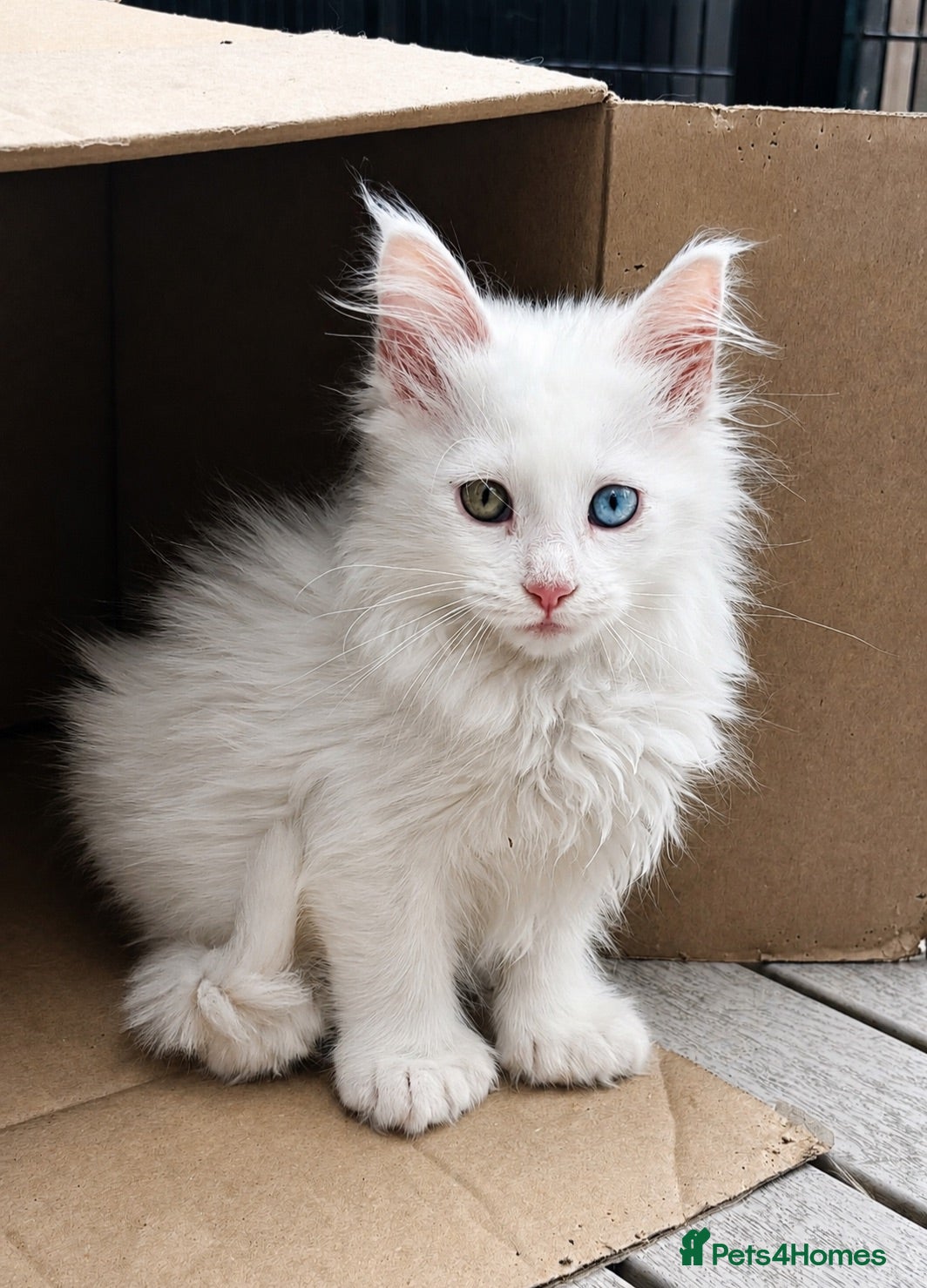 Maine Coon cats Polydactyl female with odd coloured eyes. LAST ONE - Advert 2