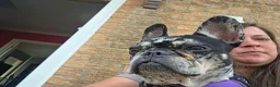 French Bulldog dogs for sale: Dollie - Advert 2