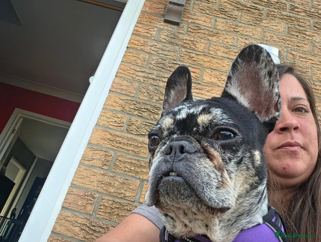 French Bulldog dogs for sale: Dollie - Advert 2