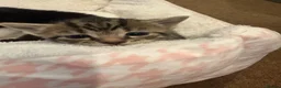 Domestic Shorthair cats for sale: Adorable Kittens for Sale ready 26th May! - Advert 8
