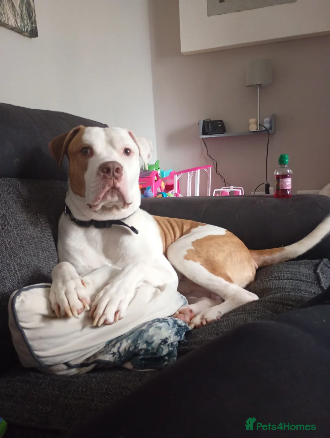 American Bulldog dogs for stud: Stunning American bulldog for stud  in Burnley - Advert 3