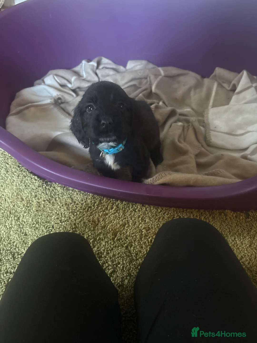Cocker Spaniel dogs for sale: Cocker spaniel puppies  - Advert 2