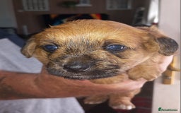 Mixed Breed dogs for sale: REDUCED ✨️Beautiful CockapooX READY TO GO NOW✨️ - Image 2