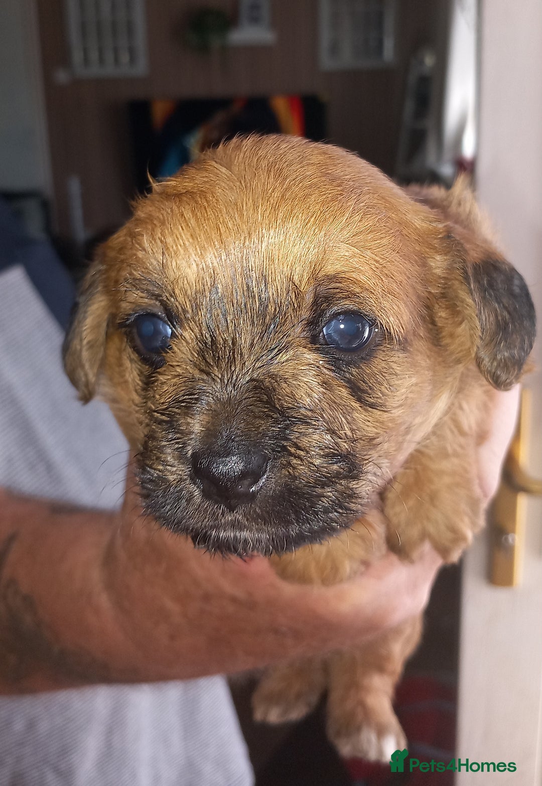 Mixed Breed dogs for sale: REDUCED ✨️Beautiful CockapooX READY TO GO NOW✨️ - Image 2