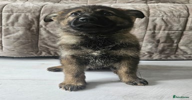 German Shepherd dogs - Advert 4