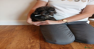 Cockapoo dogs - Advert 13