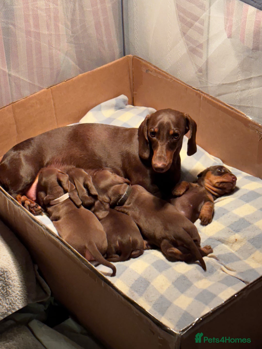 Miniature Dachshund dogs for sale: Reggie and Walter  - Advert 1