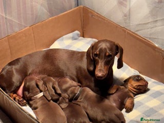 Miniature Dachshund dogs for sale: Reggie and Walter - Advert 1