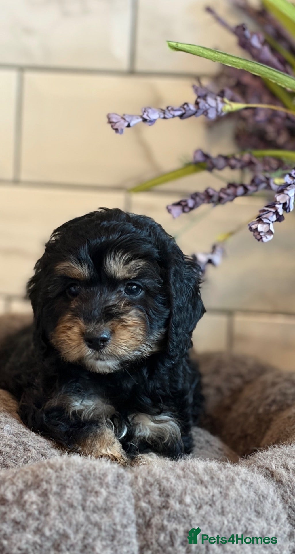 Cockapoo dogs 💗 cockapoos boys and girls  - Advert 1