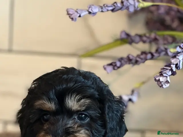Cockapoo dogs 💗 cockapoos boys and girls - Advert 1