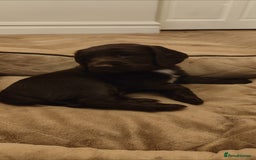 Cocker Spaniel dogs for sale: Brown Boy Cocker Spaniel Puppy - Image 5