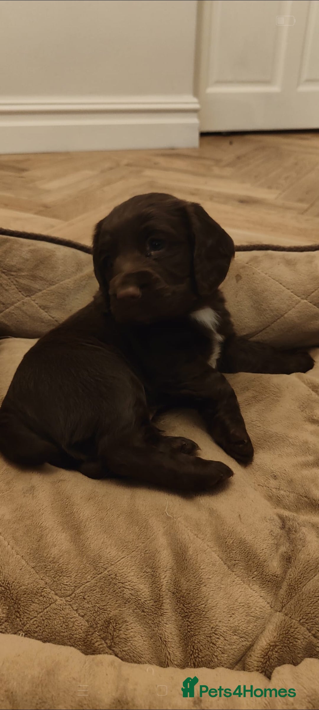 Cocker Spaniel dogs for sale: Brown Boy Cocker Spaniel Puppy - Image 5