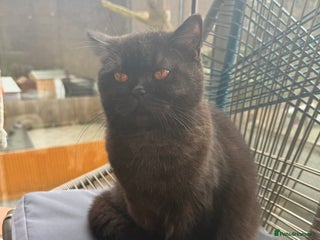 British Shorthair cats British Shorthair Black female £250 - Advert 14