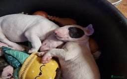 Bull Terrier dogs for sale: Bullterrier pups  - Image 11