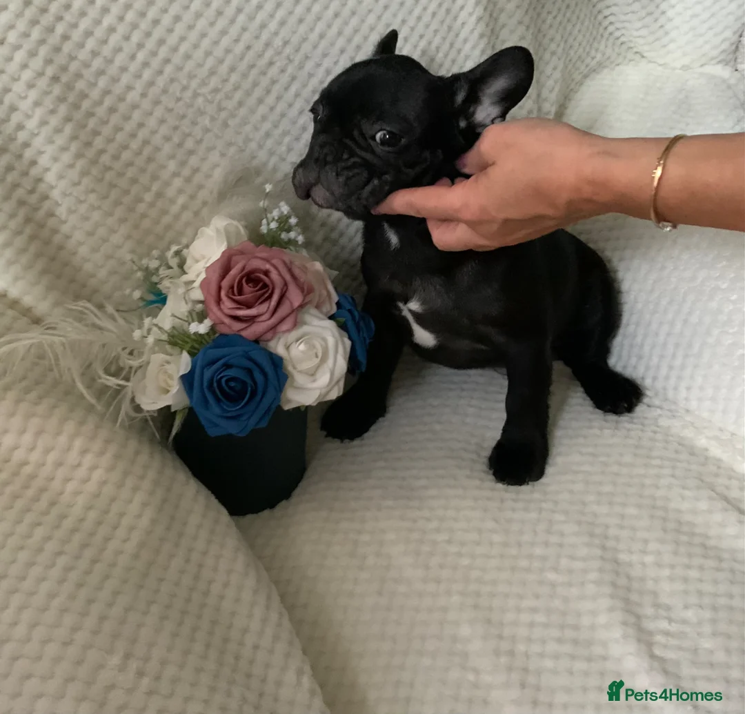 French Bulldog dogs for sale: KC registered adorable french bulldog boy  - Advert 1