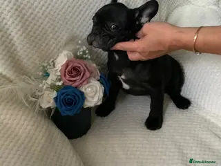 French Bulldog dogs 2 rare beautiful french bulldog 11 weeks old - Advert 12