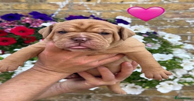 Old Tyme Bulldog dogs - Advert 11