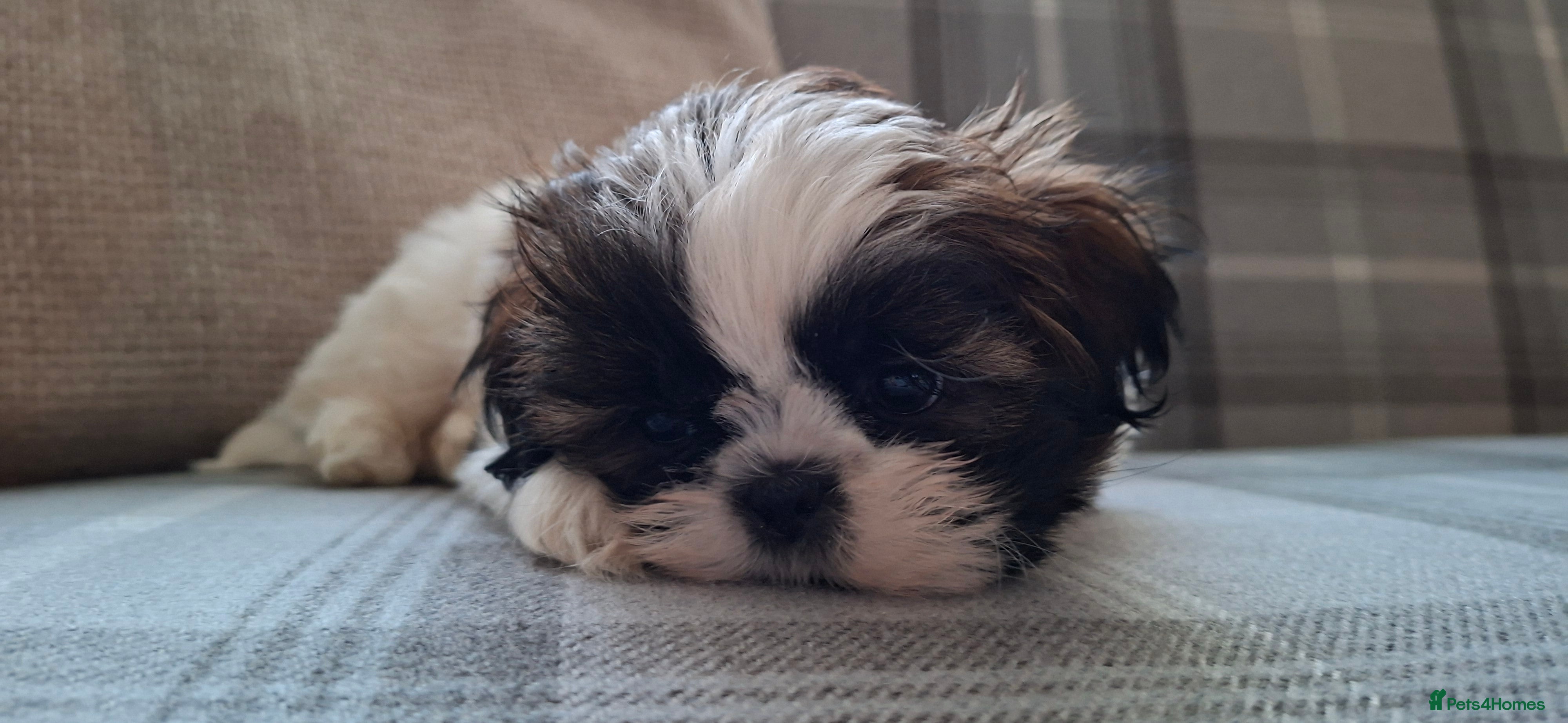 Shih Tzu dogs Beautiful shih tzus for loving homes - Advert 11