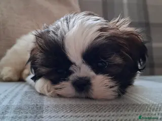 Shih Tzu dogs Beautiful shih tzus for loving homes - Advert 11