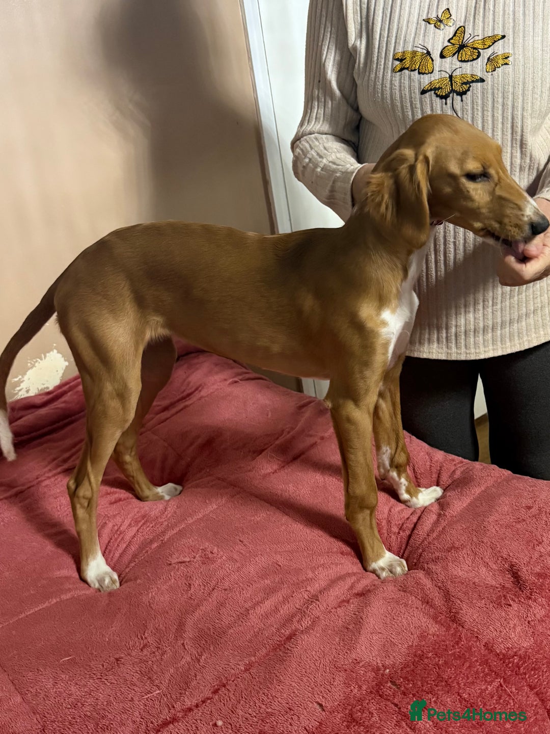 Mixed Breed dogs for sale: Beautiful Luna  - Advert 1