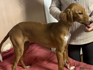 Mixed Breed dogs Beautiful Luna - Advert 1