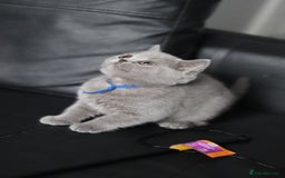 British Shorthair cats for sale: ✨️Outstanding GCCF Grand Chmp Line BSH ❤️ - Image 19
