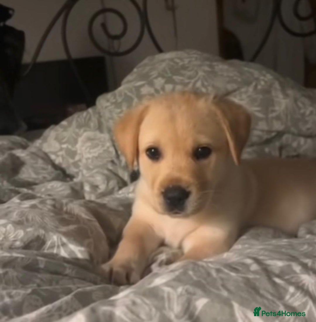 Labrador Retriever dogs for sale: Labrador retriever puppie for sale  - Advert 6