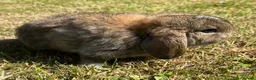 Mini Lop rabbits for sale: Beautiful Mini Lops - Advert 4